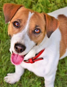 Dog5