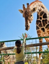 Zoo Zoo