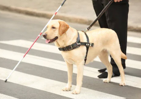 BlindPedestrian BlindPedestrian