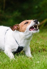 Dog6