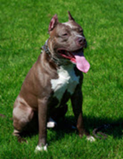 Dog_PitBull Dog_PitBull