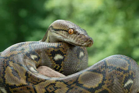 Python Python